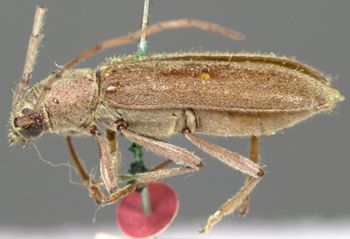 Media type: image;   Entomology 3860 Aspect: habitus lateral view